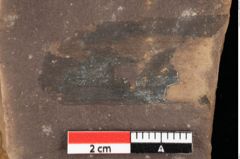 Foto (Detailansicht) von Phragmites oeningensis Braun (NHMW-GEO-2024-0188-0362)